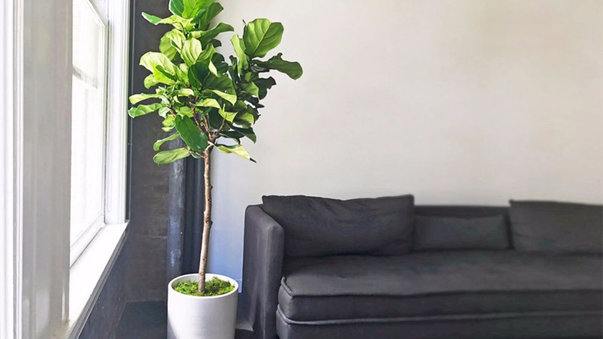 Fiddle Leaf Fig