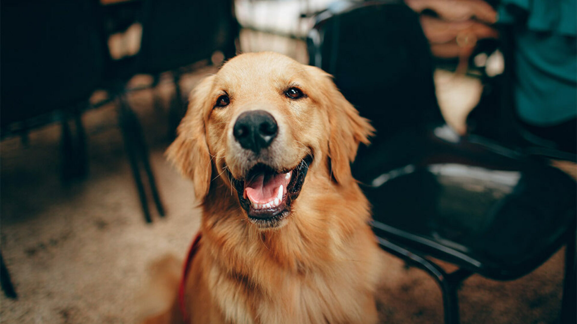 Happy Dog smiling