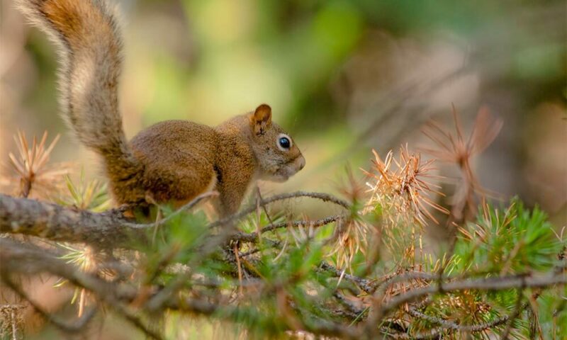 Squirrel in a pine tree