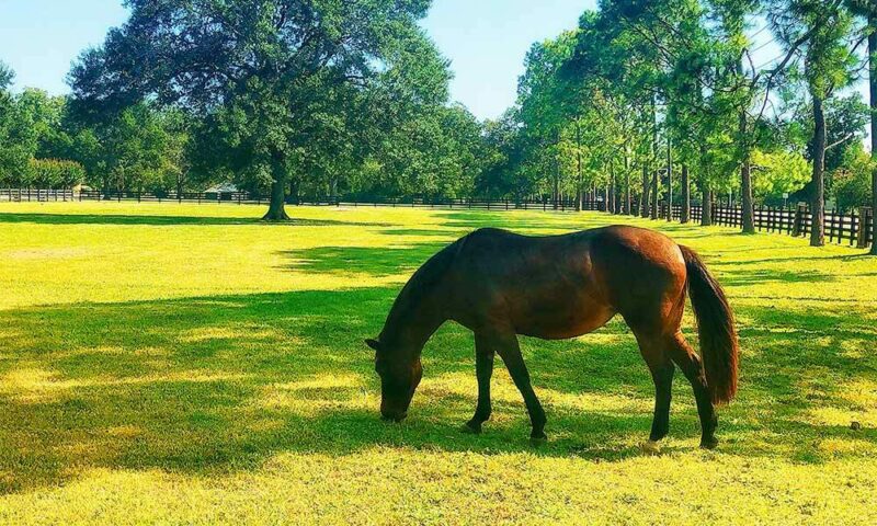 Horse eating grass in field.