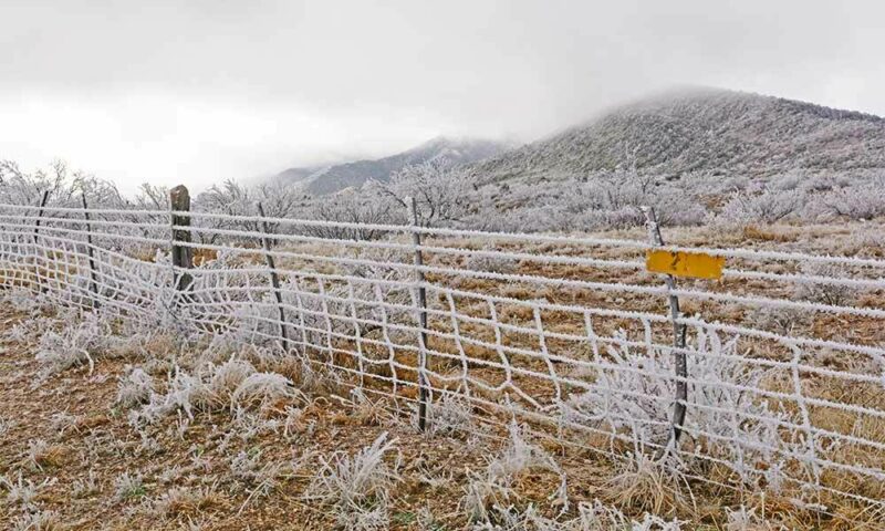 Frozen fence and underbrush.