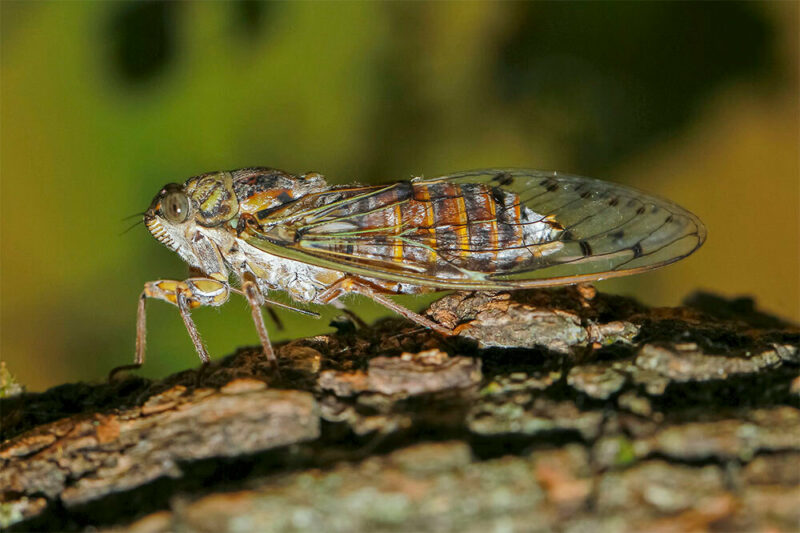 cicada