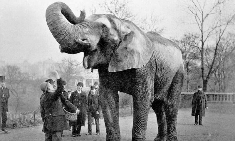 Old photo of an elephant