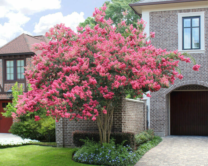 Texas Crepe Myrtle