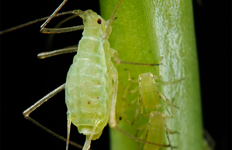 aphid