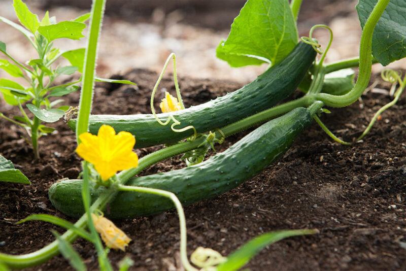 Baby cucumbers!