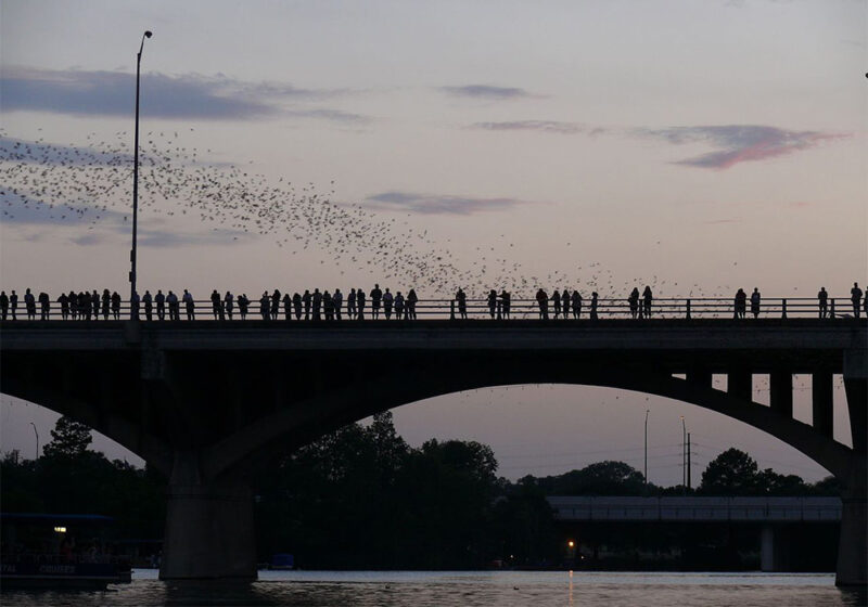 Bats over bridge in Austin, TX