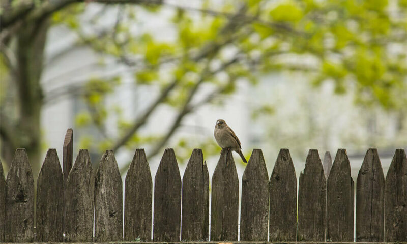 Brown bird sitting on a fence.