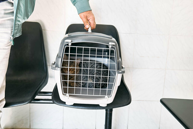 cat in a crate