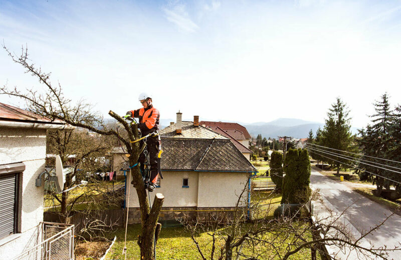 professionals removing branches from trees
