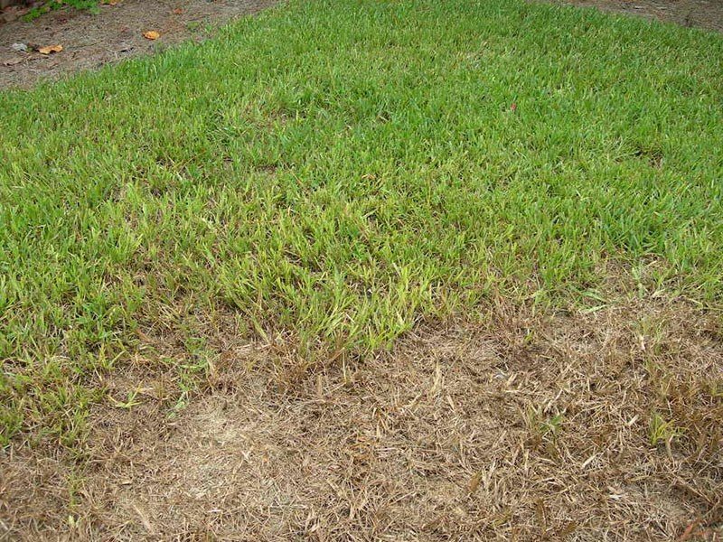 chinch bug damage lawn