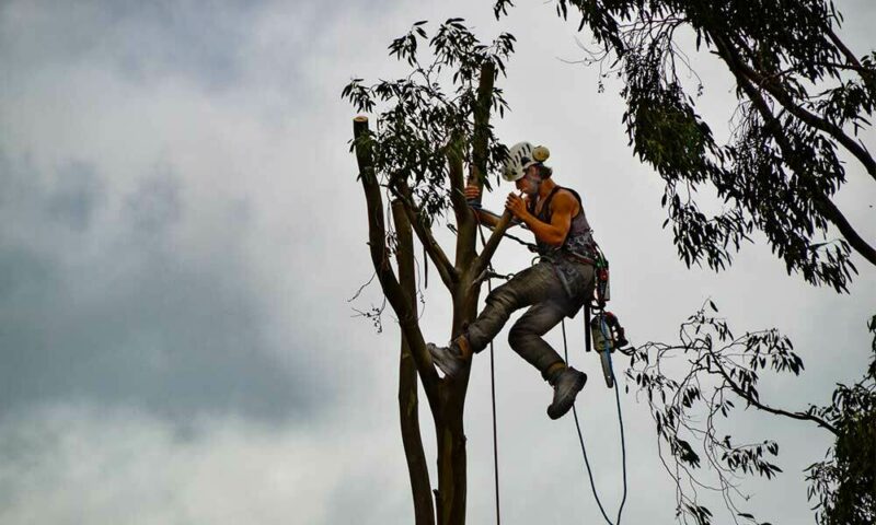 Person climbing tree