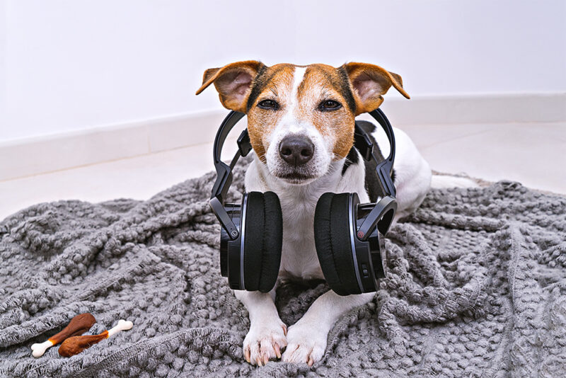 dog wearing headphones