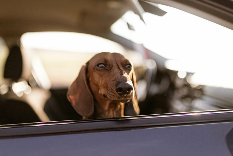 dog riding in car looking out the window