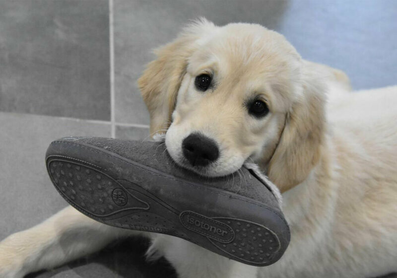 Dog with shoe in mouth
