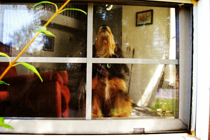 dog in the window