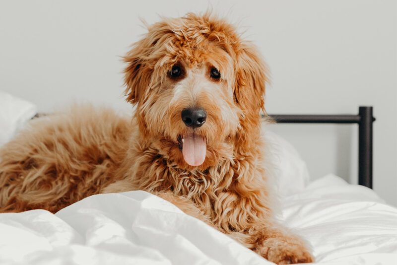 Dog laying on bed