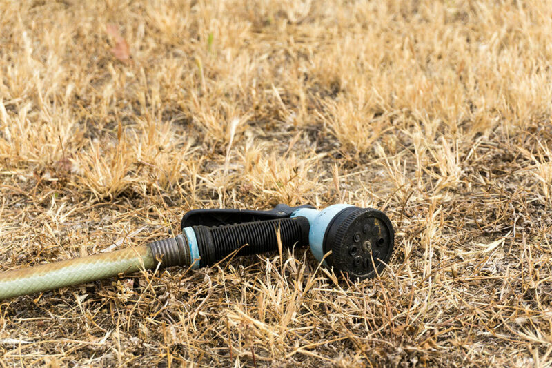 Dead grass from drought