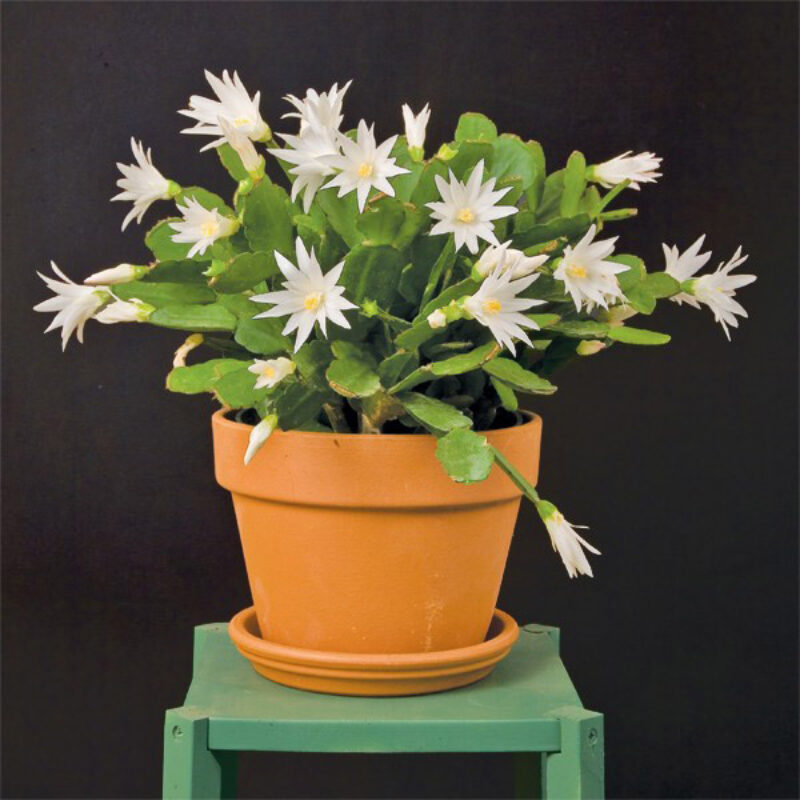 Easter Cactus