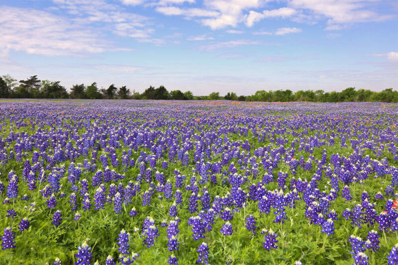 beautiful field of bluebonnets
