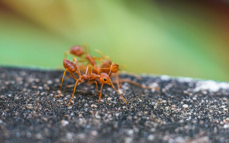 fire ants