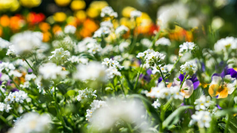 field of colorful flowers