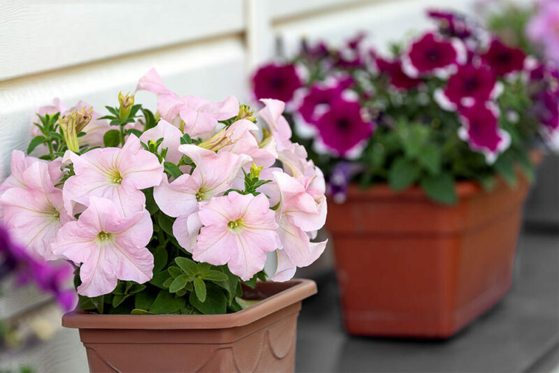 Pink and purple flowers in flower pots