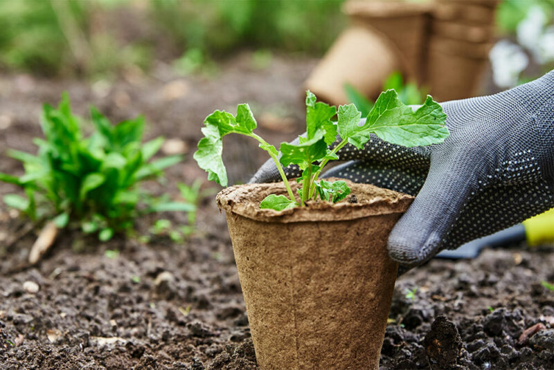 planting in a garden