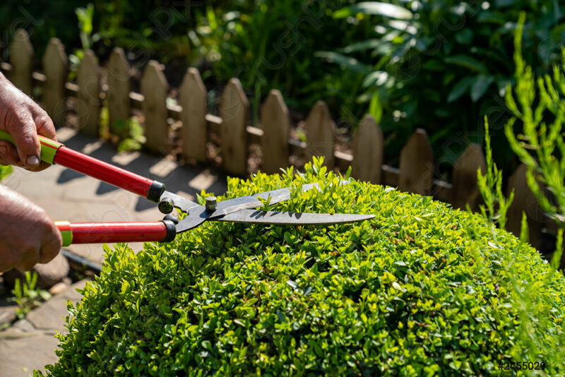 Hedge trimmers