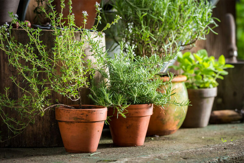 herbal summer plants