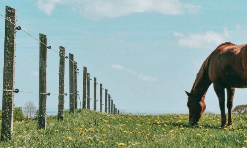 Horse grazing in a field