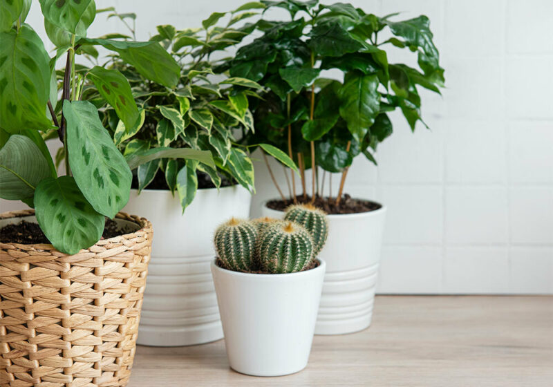 group of house plants