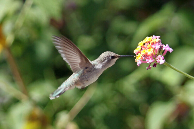 Hummingbird eating from a lantana