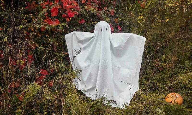 Little kid in a sheet ghost costume in front of an old grown out rose bush.