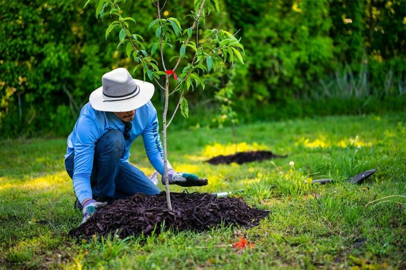 man wearing a hat planting a tree