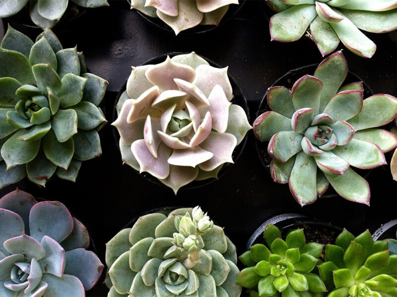 Money Succulents Money Succulents
