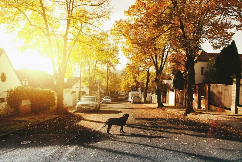 neighborhood street in the fall