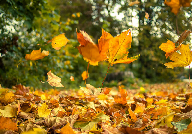 orange falling leaves