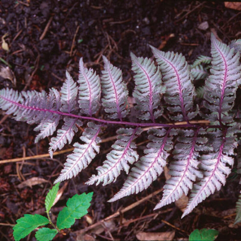 Painted Fern