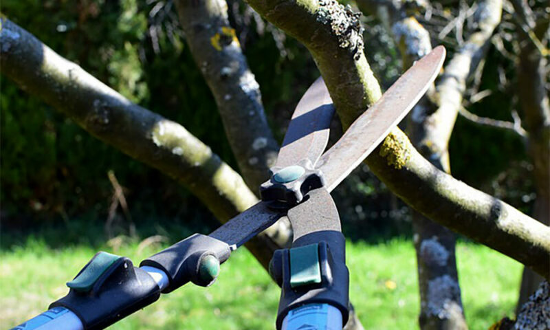 pruning shears