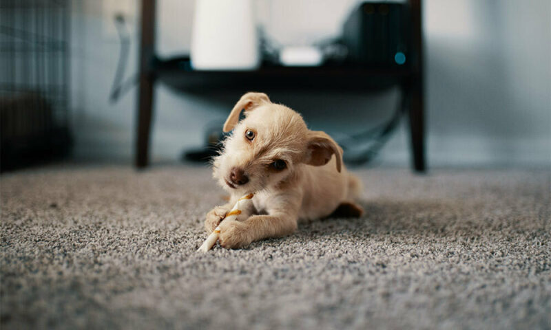 puppy on carpet