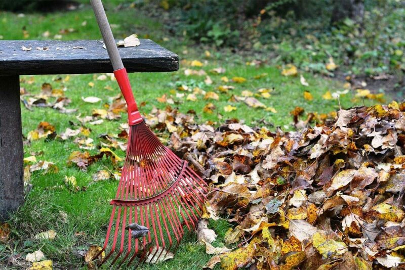 rake and leaves on the ground