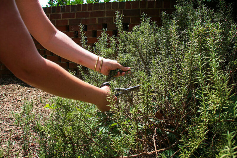 Woman cutting rosemary leaves off a bush