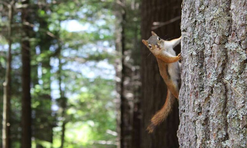 squirrel-on-tree