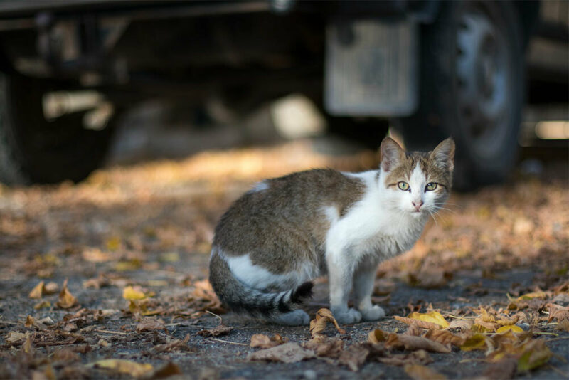 cat on a neighborhood street
