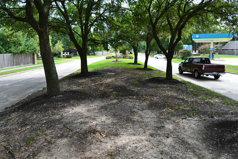 street with trees in the median