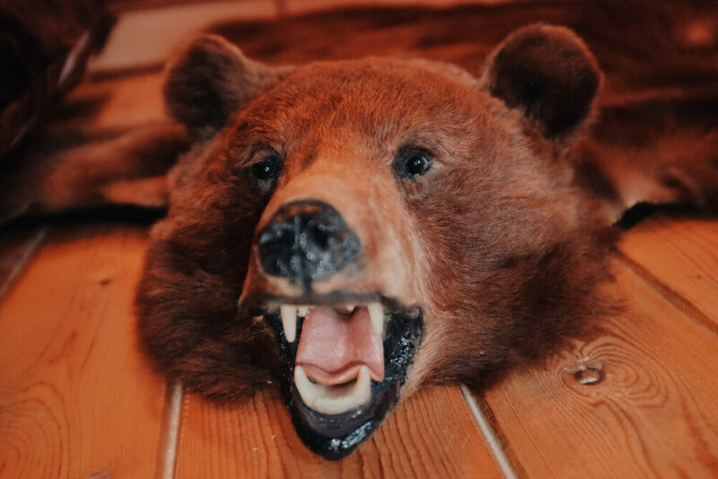 Taxidermied Bear hanging on wall