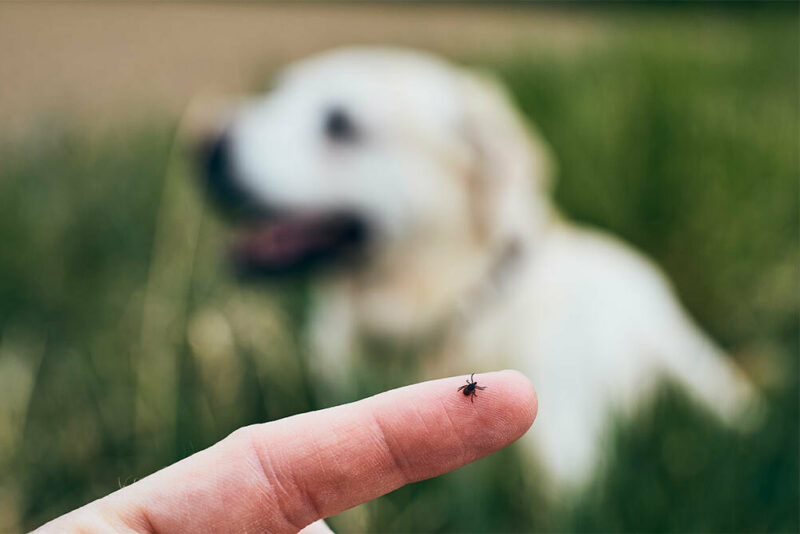 tick on finger with dog in background