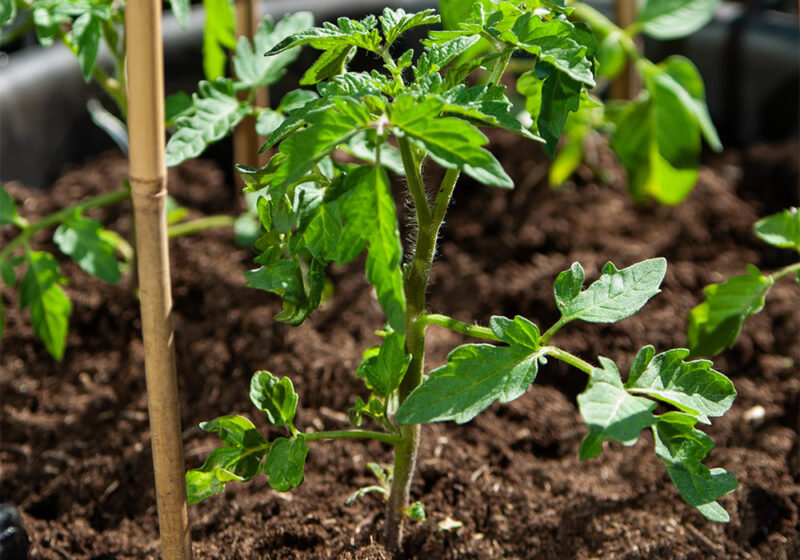 The start of a tomato garden.