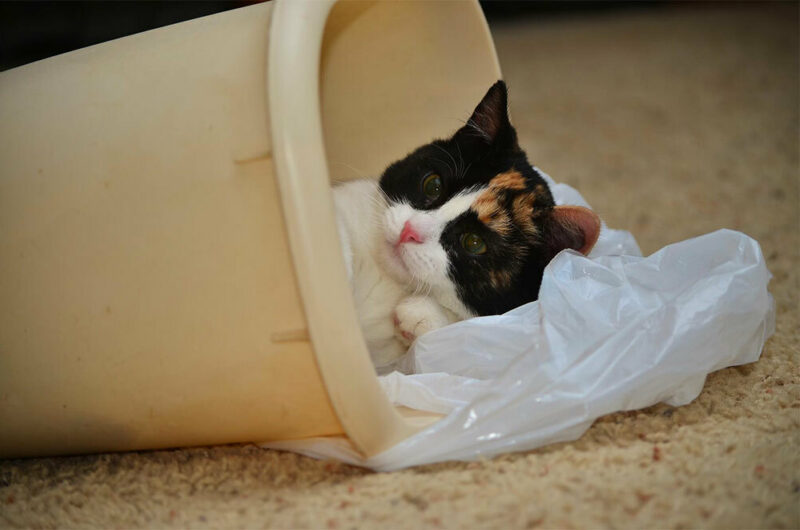 Cat in the trash